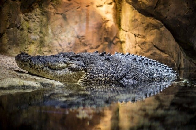good-crocodile