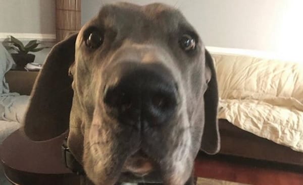 The 14 Funniest Great Dane Memes Ever!