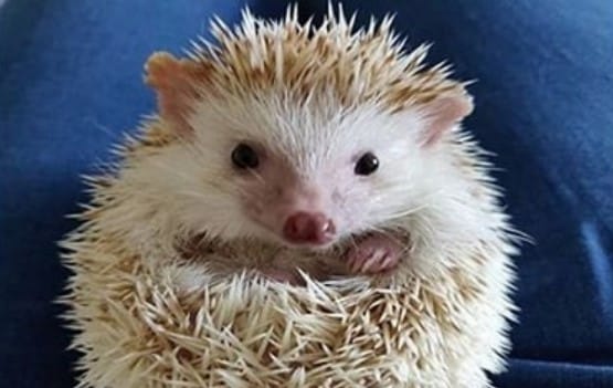 14 Funny Hedgehog Memes That Will Make You Smile