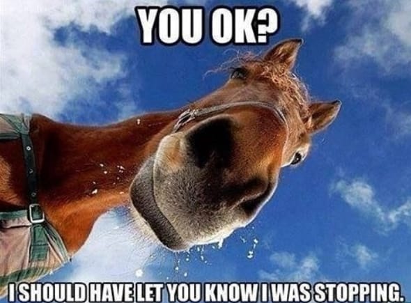 14 Funny Horse Memes That Will Make You Smile!