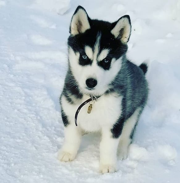 The 60 Best Names for Siberian Huskies in 2020 PetPress