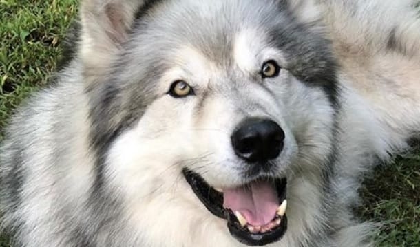 29 Times Huskies Mixed With Other Breeds - PetPress