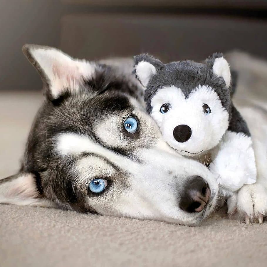 14 Magnificent Facts About Siberian Huskies PetPress
