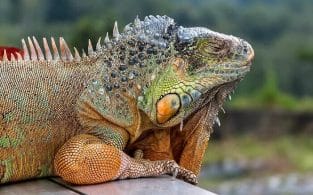 500 Best Reptile Names for Snakes, Lizards, Turtles and More - PetPress