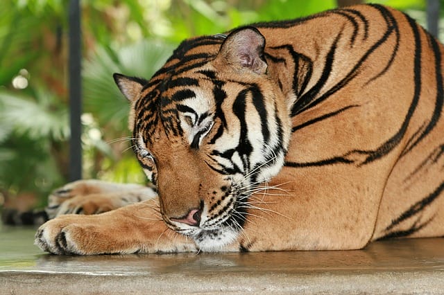 indian-tiger