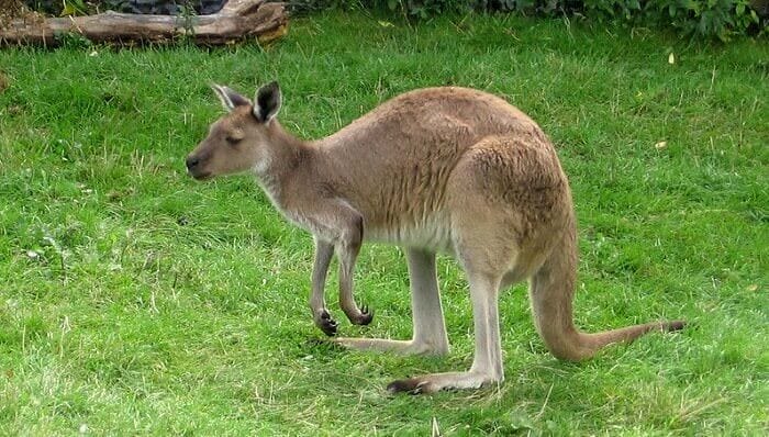 Kangaroo Names: 200 Good and Famous Names for Kangaroos Kangaroo Names: 200 Good and Famous Names for Kangaroos