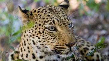 leopard names