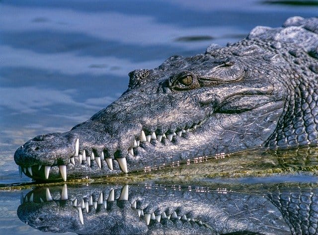 male-alligator