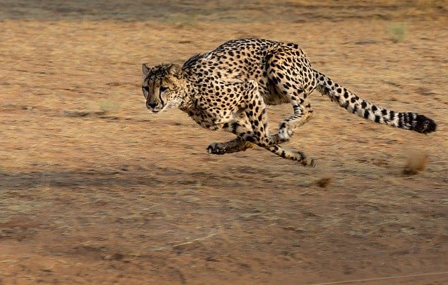 male-cheetah