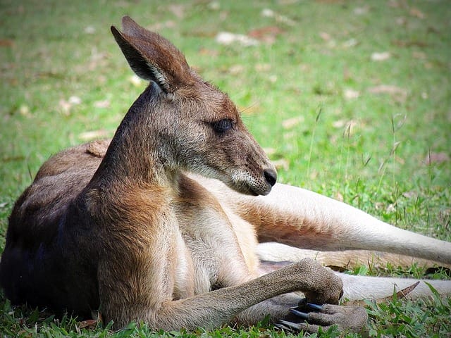 male-kangaroo