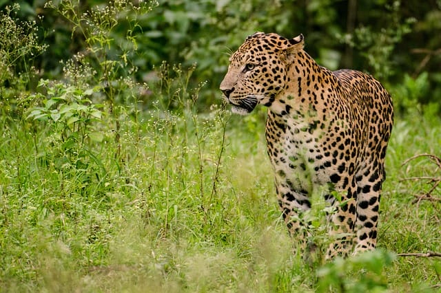 Leopard Names: 280+ Best Names For Leopards