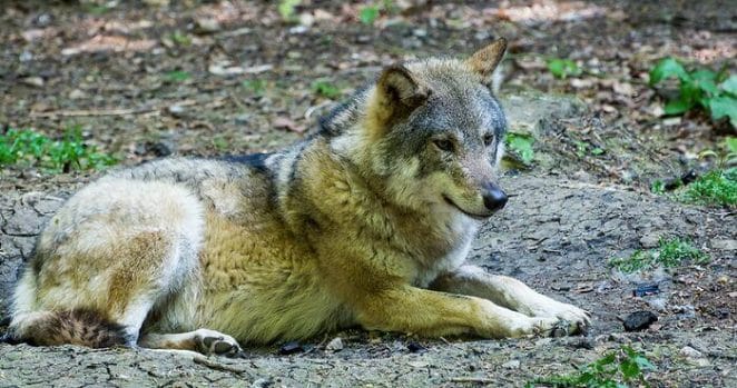 male names that mean wolf