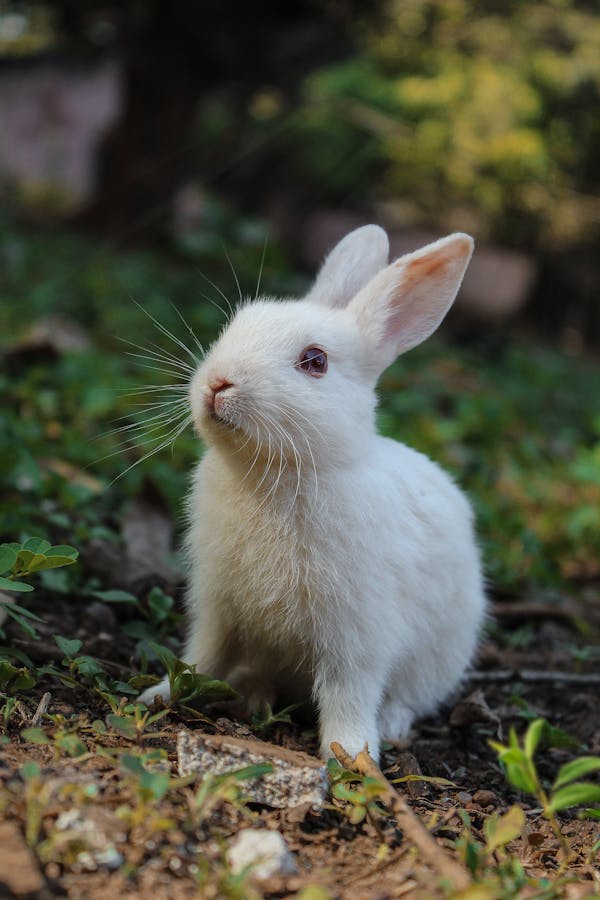 male-rabbit