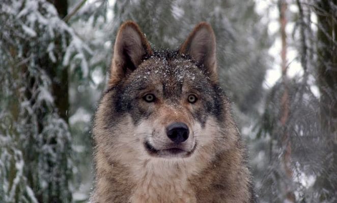 male wolf names for naming a pet