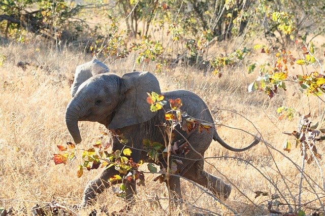 baby-girl-elephant-names