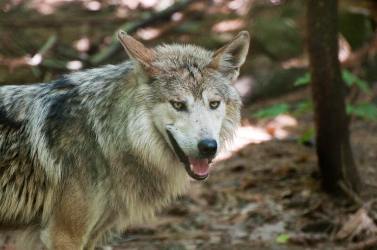 native-american-names-for-wolf