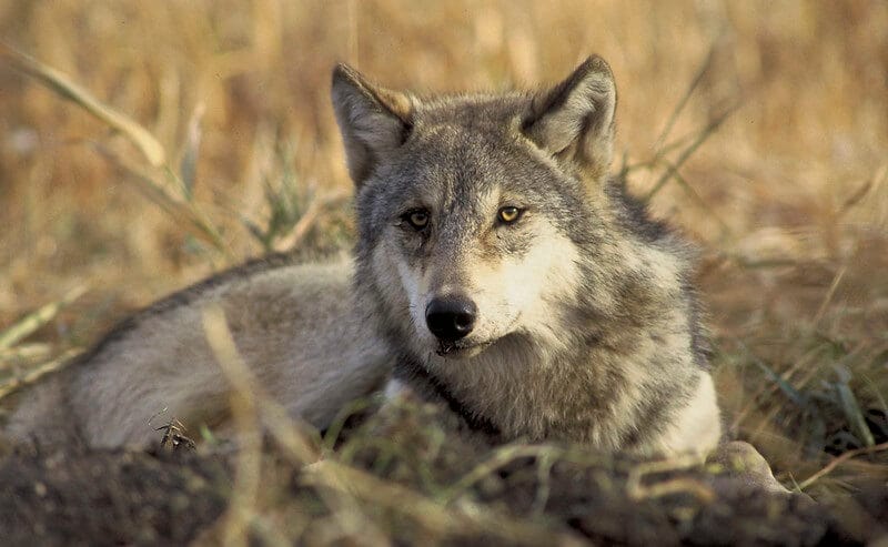 native american wolf names