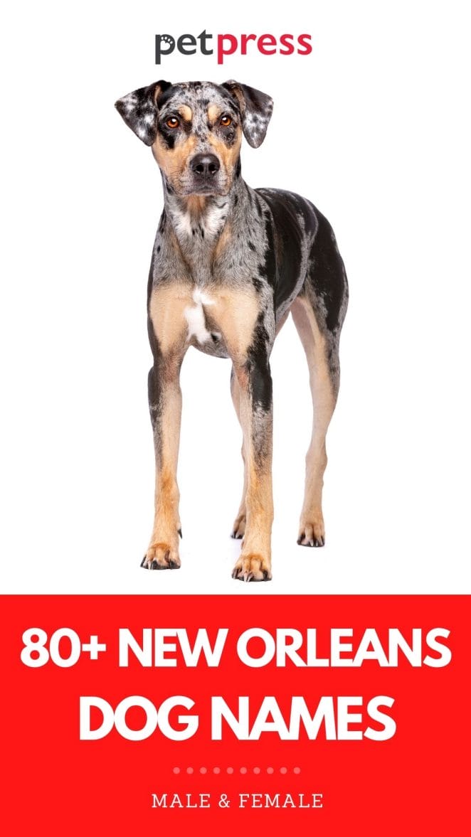 new orleans dog names