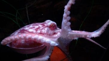 best octopus names for naming a pet octopus