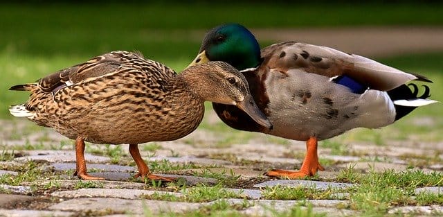 pairs-duck-names