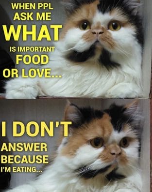 The 14 Funniest Persian Cat Memes of 2019 - PetPress