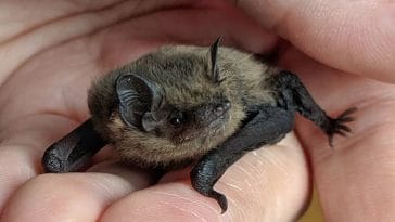 pet bat names