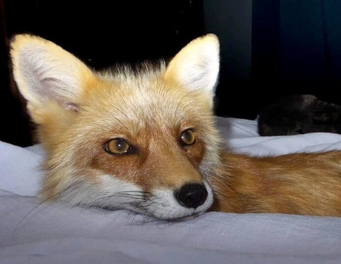 300+ Fox Names [with Video] | Cute, Funny, Cool Names for a Pet Fox