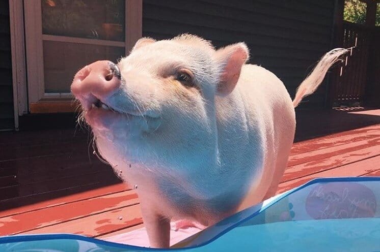 Pig Names: The 500 Most Popular Male and Female Pig Names