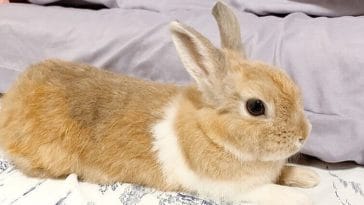 pet rabbit names