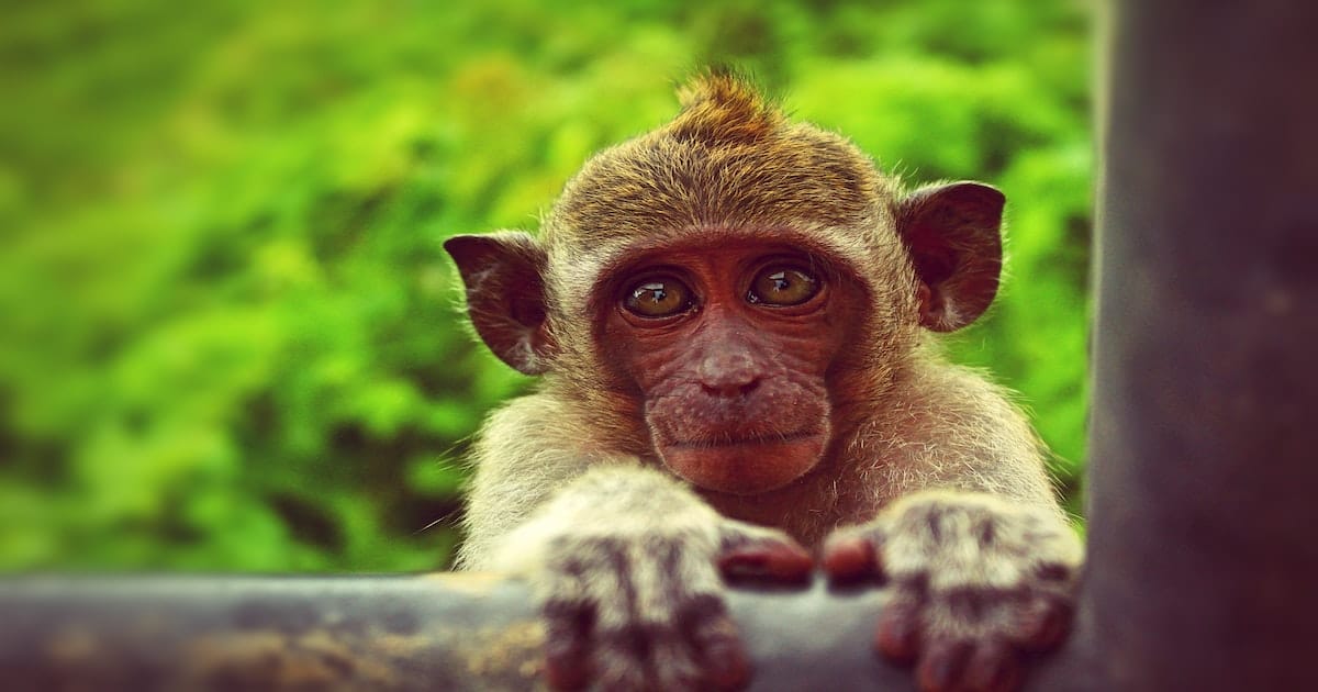 200+ Best Monkey Names that are Cute for Boy & Girl Monkeys