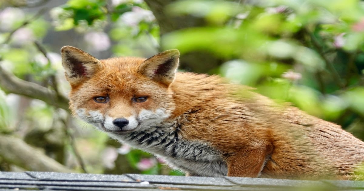 Best Fox Names For Naming A Pet Fox - PetPress