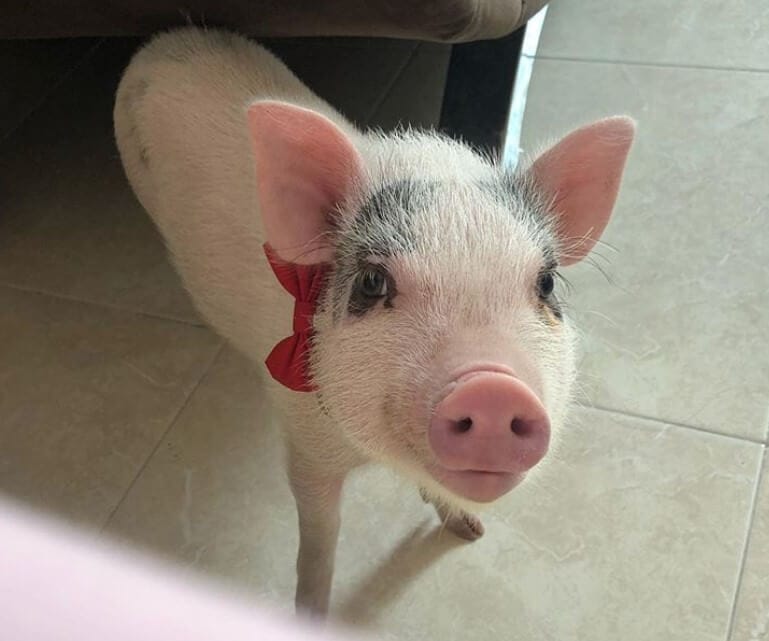 Funny Pig Names Top 100 Funny and Silly Names for Pigs