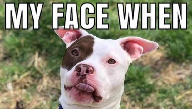 The 15 Funniest Pitbull Memes of the Week!