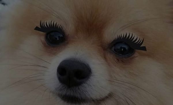 14 Funny Pomeranian Memes That Will Make You Cry Laughing