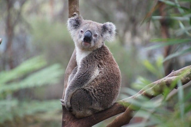 popular-koala