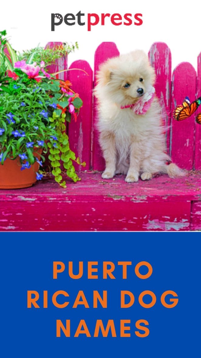 puerto-rican-dog-names