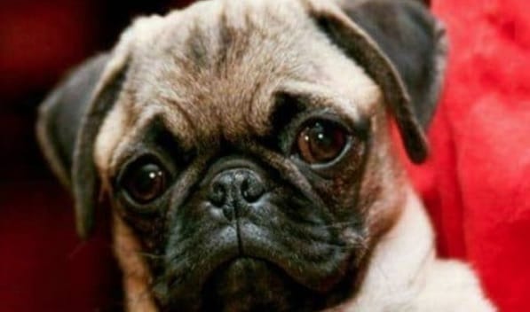 14 Funny Pug Memes That Will Make You Happy!