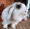 Funny Rabbit Names - 300 Hilarious Ideas for Naming Your Bunny - PetPress