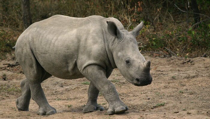 Rhino Names: The 170 Most Popular Rhino Names - PetPress