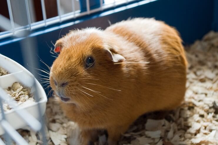 500 Best Rodent Names for Hamsters, Guinea Pigs, Rats and More