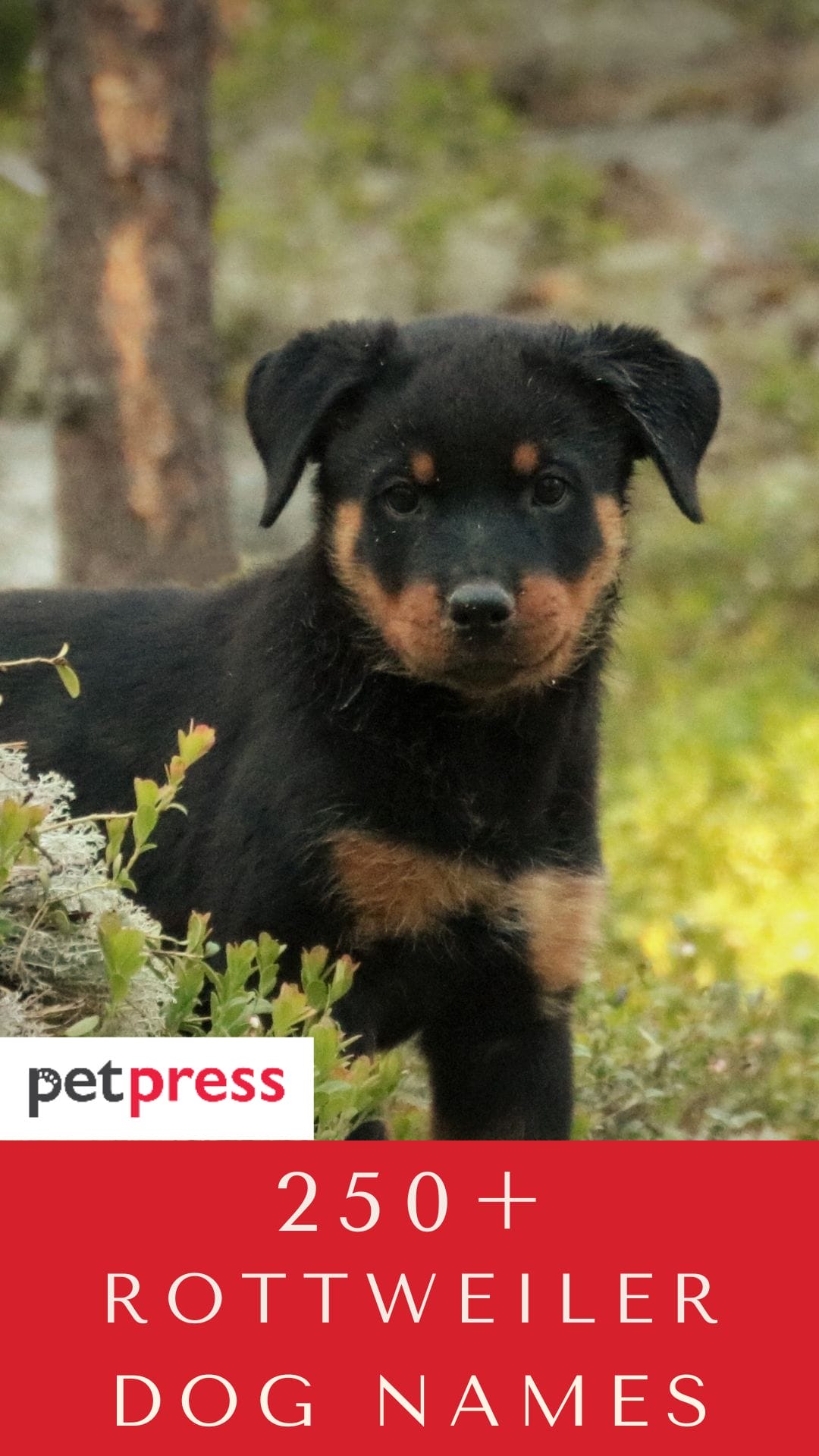 Top 250 Rottweiler Male And Female Dog Names PetPress   Rottweiler Dog Names 