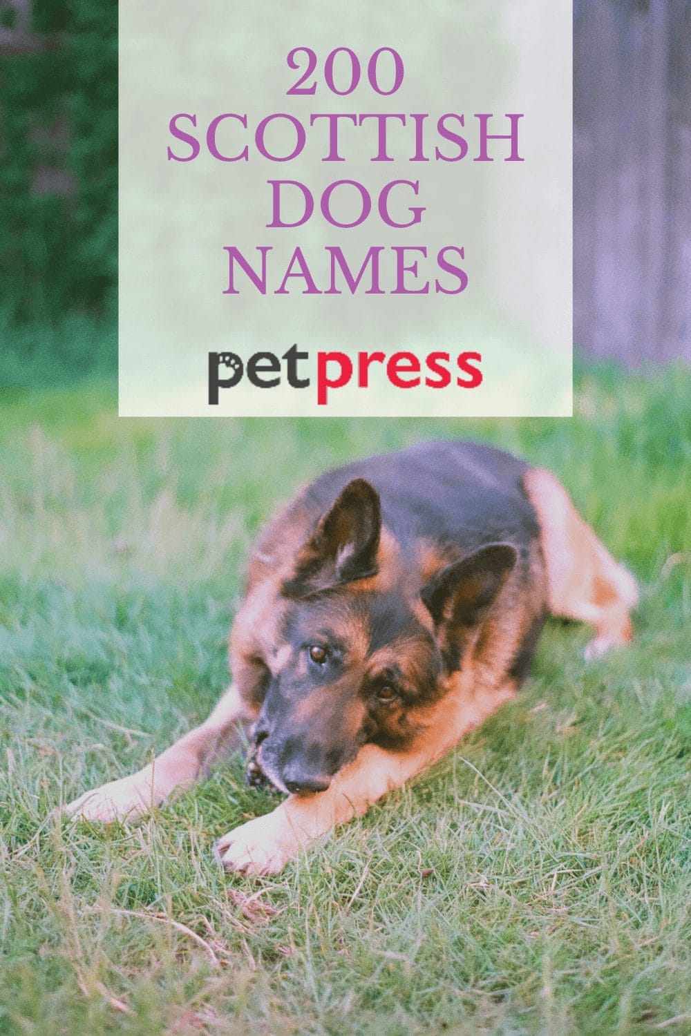 The 200 Cutest Male And Female Scottish Dog Names