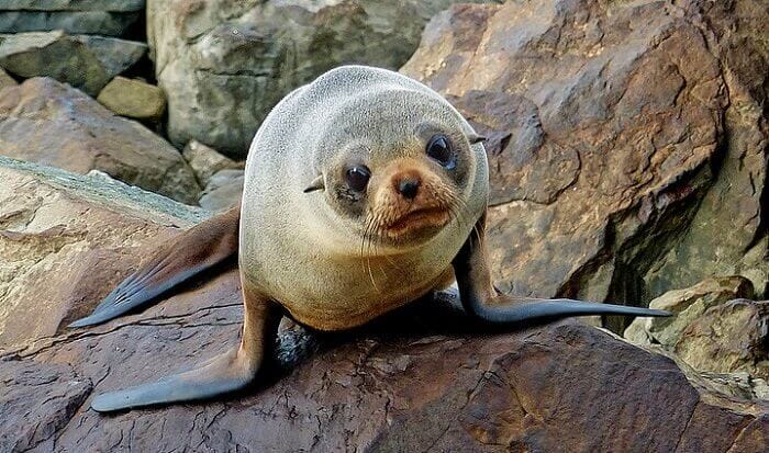 Seal Names: 150+ Most Popular Names for Seals - PetPress Seal Names: 150+ Most Popular Names for Seals - PetPress