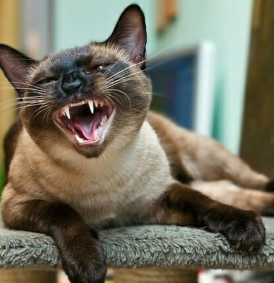 14 Funny Pictures Proving That Siamese Cats are the Best Companions ...