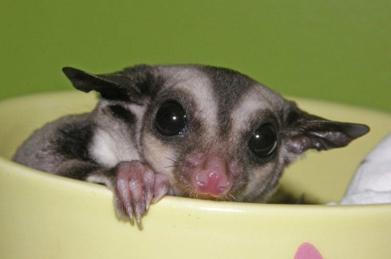 Sugar Glider Names The 250 Most Popular Names for Sugar Gliders PetPress