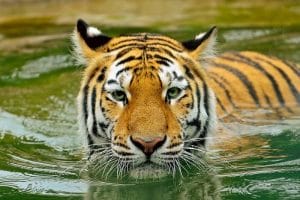 Tiger Names: 560+ Best Names for Tigers | PetPress