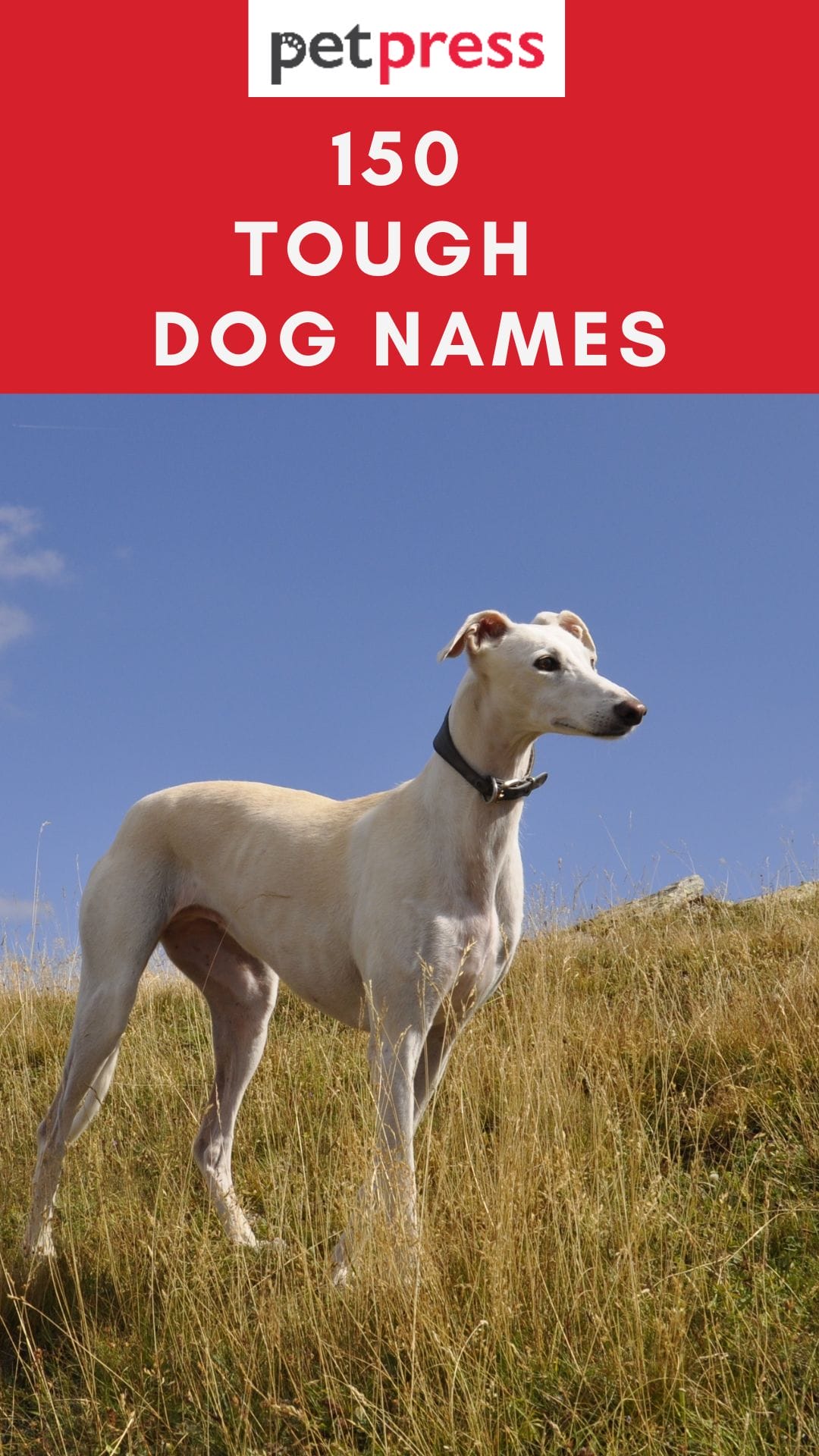 Top 150 Tough Dog Names Scary, Strong, Guard Dog Names