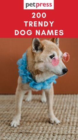 Top 200 Trendy Dog Names For Your Cute Puppy - PetPress