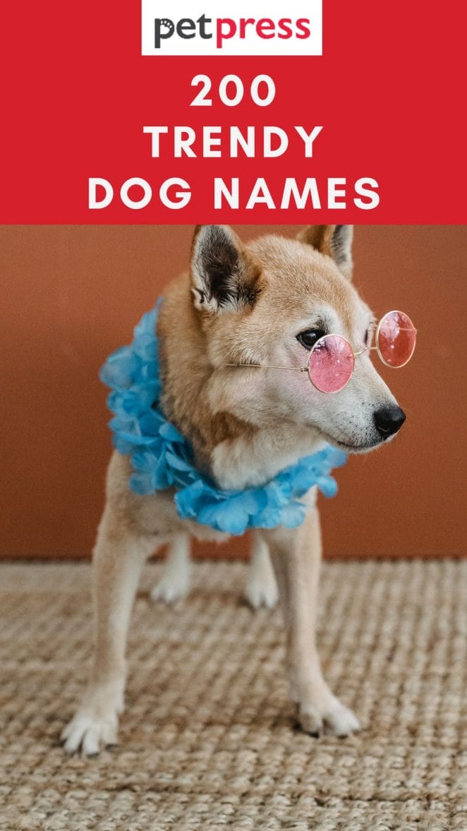 trendy-dog-names