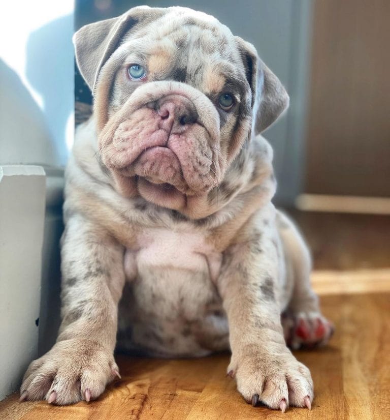 10 FACTS ABOUT ENGLISH BULLDOGS visual data 8